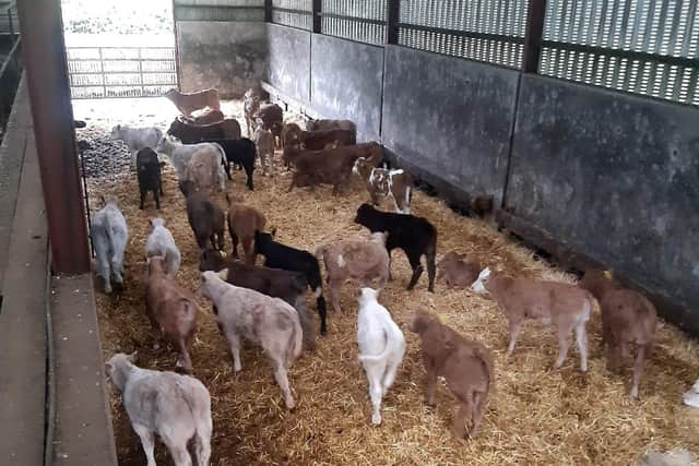 Cattle on Donal McParland's farm