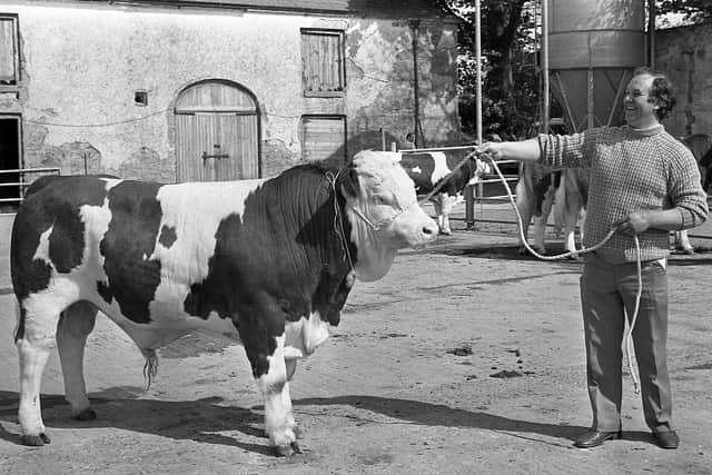Mr Joe Campbell from Strabane, Co Tyrone, with his Simmental bull which was placed second at the performance test at the Loughall test centre in May 1982. Picture: Farming Life/News Letter archives