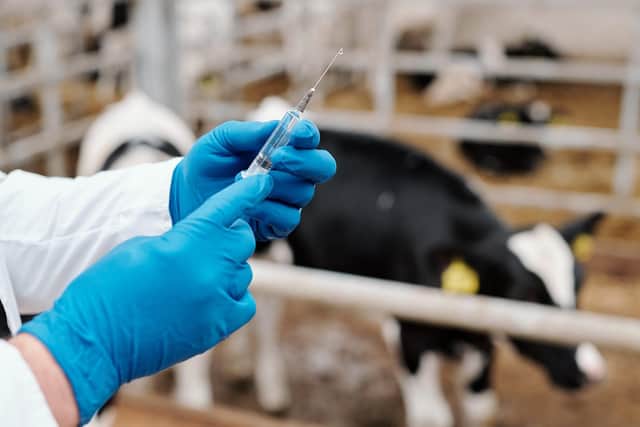 Vet prepares syringe for vaccination of a cow
