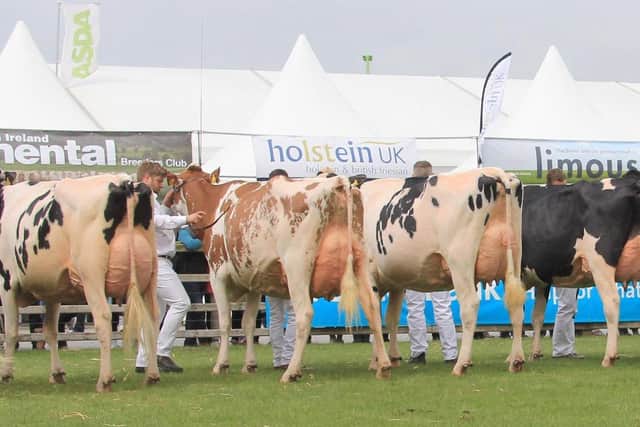 The Holstein second calver class attracted an impressive entry of 11 cows . Picture: Julie Hazelton
