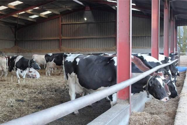 A batch of close up cows in a comfortable straw bedded shed with adequate feeding space.