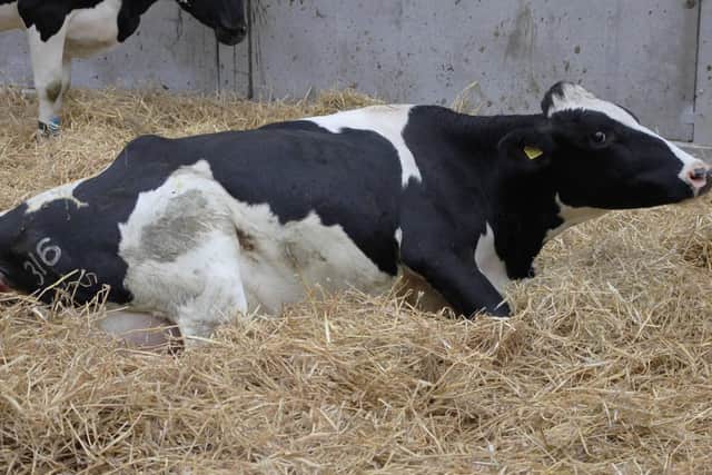 A heifer calving on straw providing for high welfare and comfort.