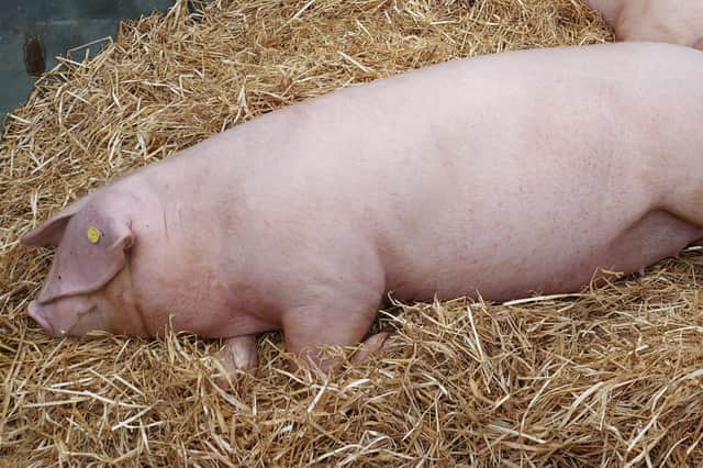 Pig pictured at Balmoral Show