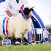 The very first Valais Blacknose Balmoral Female Champion and Supreme Champion.