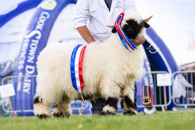 The very first Valais Blacknose Balmoral Female Champion and Supreme Champion.