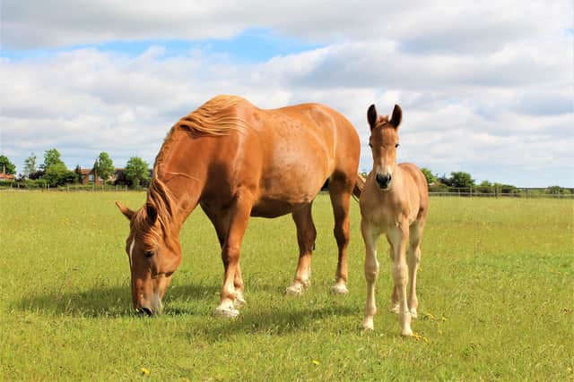 Suffolk colt. Image: Jimmy's Farm