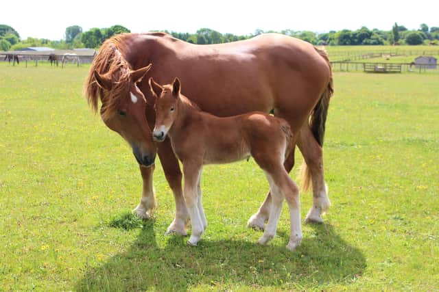 Suffolk filly foal. Image: Jimmy's Farm