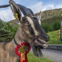 Royal Highland Show 2022.

RHS brings the
countryside to the city for four days a year.


Picture Phil Wilkinson
Issued on behalf of the Royal Highland Show and Represent Comms, Edinburgh.