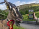 Royal Highland Show 2022.

RHS brings the
countryside to the city for four days a year.


Picture Phil Wilkinson
Issued on behalf of the Royal Highland Show and Represent Comms, Edinburgh.