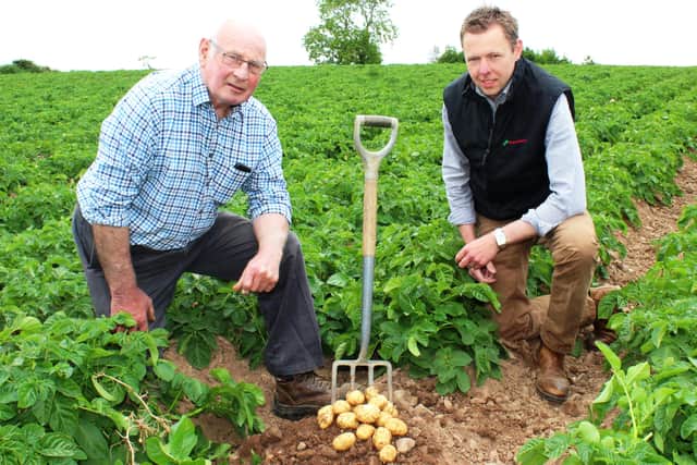 North Down potato grower Hugh Chambers (left) and Wilson's Country
agronomist Stuart Meredith discussing the exemplary quality of this
year's Comber earlies. The new season potatoes are in the shops now