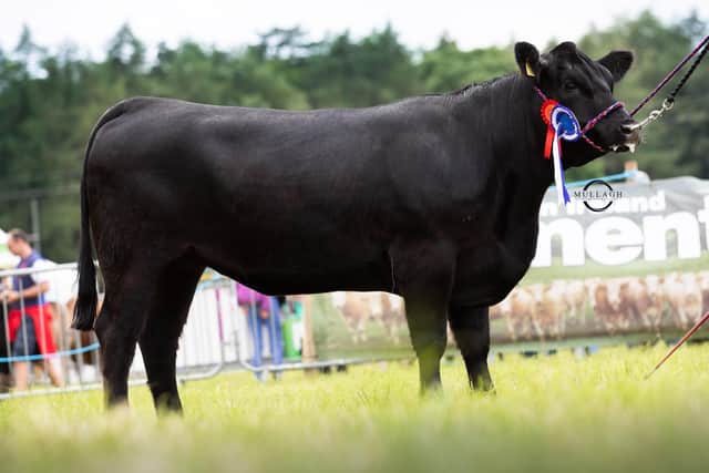 Reserve in the Aberdeen Angus Ulster Championship at the 175th Armagh Show was Tullybryan Petula W315 bred by Fiona Troughton, Ballygawley. Picture: Mullagh Photography