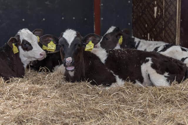 Calves are reared to the highest standards of welfare and comfort on the Wilson farm.