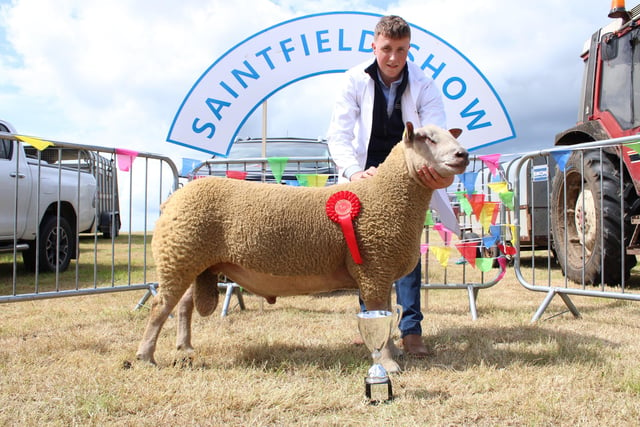 James Waddell, winner of the age 12-16 Young Handlers class at Saintfield with his Charollais ram.