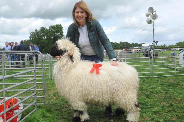 Sharon McAllister with her award winning 1 year old Valais Blacknose ewe lamb.