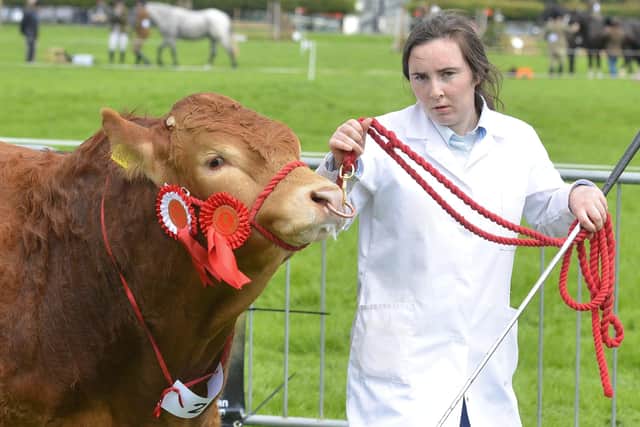 Abbie-Lee McNeill shows off her champion Limousin.