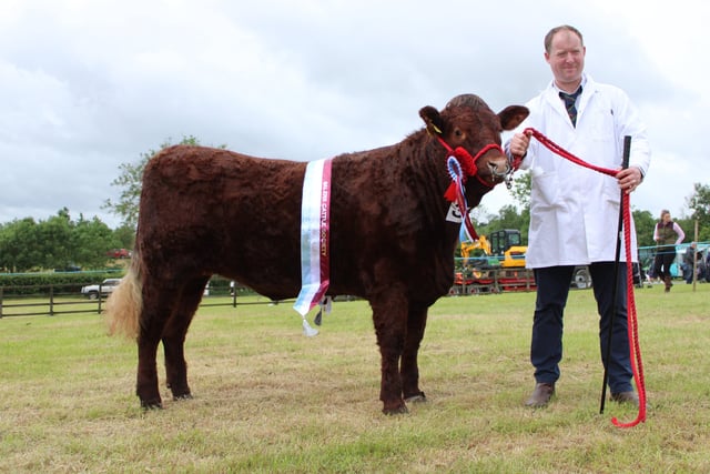 Seamus and Christine Connell's Ballykeel Red Lady, Salers Reserve Champion.