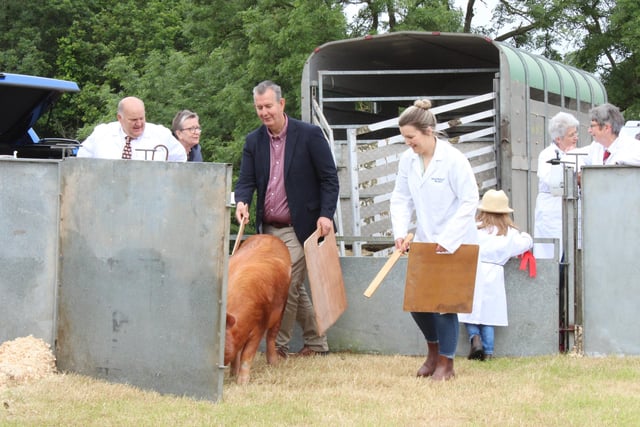 Agriculture Minister Edwin Poots tries his hand at showing a pig.