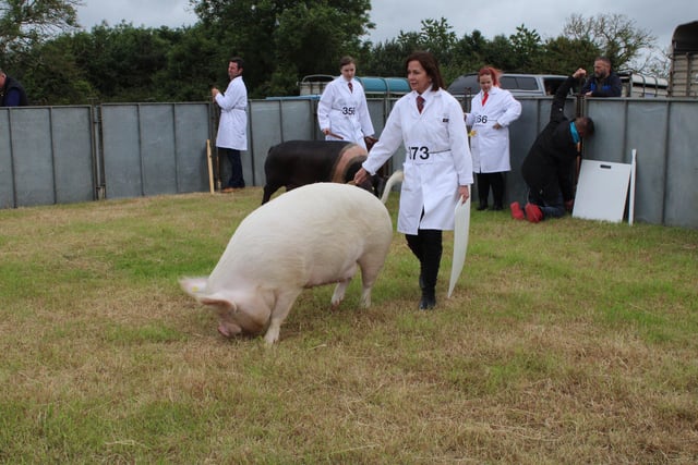 Action from the pig section at Saintfield Show.