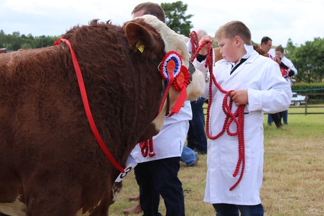 Taking part in the Interbreed Championship at Saintfield Show.