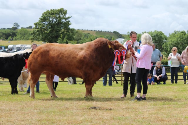 Stephen Crawford (Crawford Brothers) with the Interbreed Champion at Saintfield Show 2022, Limousin bull Haltcliffe Nijinksy.