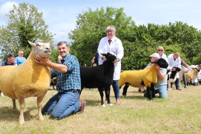 Sheep Interbreed Championship competitors at Saintfield Show.