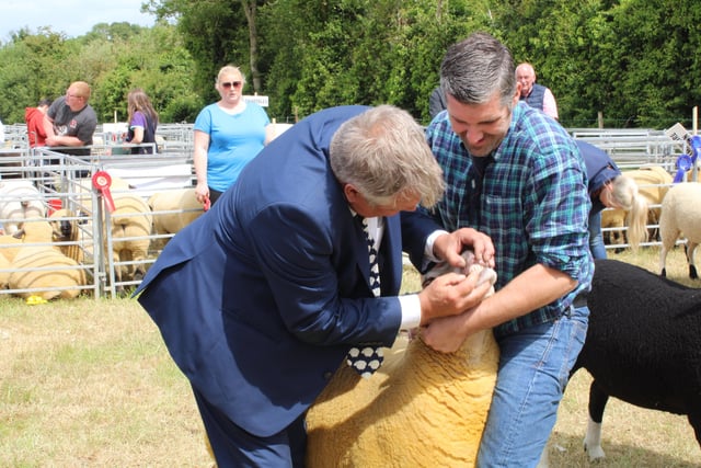 Judge, Rex Vincent, inspects Trevor Bell's Charollais ewe during the Interbreed Championship at Saintfield Show.