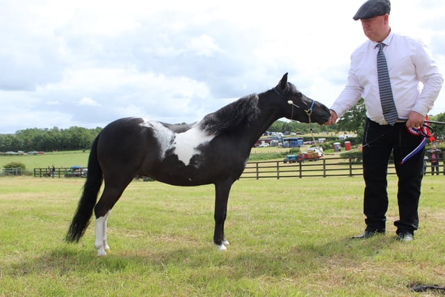 A Champion of Champions competitor at Saturday's Saintfield Show.