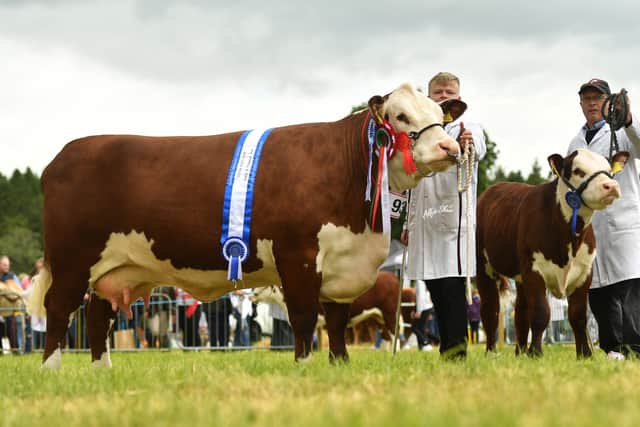 Reserve Supreme and Female Champion Cornriggs 1 Vanity 2nd from Marcus Murdock Newry