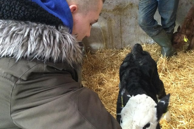 Feeding calves