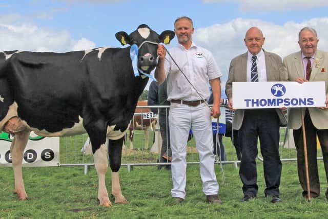 Martin Millar, of Millar Holsteins, Coleraine, at the halter with Sterndale Stronger Bailey VG88, the second Ballymena qualifier.  Congratulating Martin are Basil Bailey (Thompsons) and Brian King (NISA).