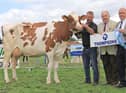 The first Ballymena qualifier for the 2022 Thompsons/NISA Dairy Cow Championship was the third calver, Panda Strike It Rich Red EX93, exhibited by Alan Paul, Maghera.  Congratulating Alan on his success are Brian King (NISA) and Basil Bailey (Thompsons).