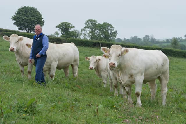 David Connolly with some of the two year old heifers for viewing