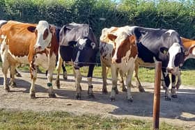 Crossbred cows in an autumn calving dairy herd in Devon.