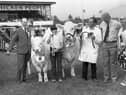It was a proud moment for Mr Albert Connolly of Comber, Co Down, after his Charolais cow was judged champion of all breeds at the Ballymena Show in June 1982. Holding the champion is Mr Connolly’s daughter, Alison. Mrs Robert Orr presented the Ballymena Livestock Mart sash in honour. On the left is the judge, Mr James Biggar from Scotland, also in the picture is Mr Brian Smith of the Ballymena branch of the Bank of Ireland, sponsor of the championship prize. Picture: Farming Life/News Letter archives