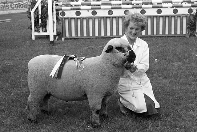 Mrs A T Robinson, Cargreevy, Lisburn, with the Hampshire Down ram which won the overall breeds championship at the Ballymena Show in June 1982. Picture: Farming Life/News Letter archives