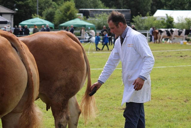 Stephen Crawford preparing for a Limousin class at Omagh Show on Saturday.
