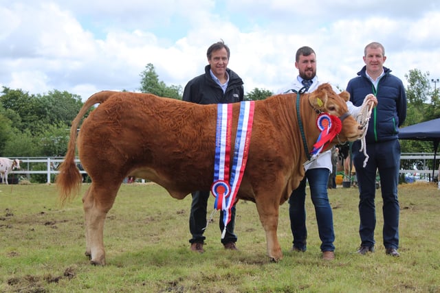 The Beef Interbreed Champion at Saturday's Omagh Show was a Limousin owned by Conor and Ryan Mulholland.