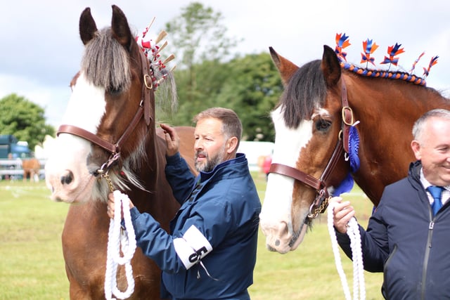 Keith Davison and Terry Mills with their Millcottage Clydesdales at Omagh.