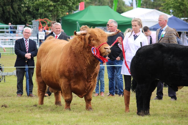 The Beattie's Highland during the Interbreed Championship at Omagh Show.