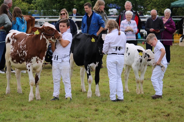 Junior handlers in the dairy section at Omagh Show.