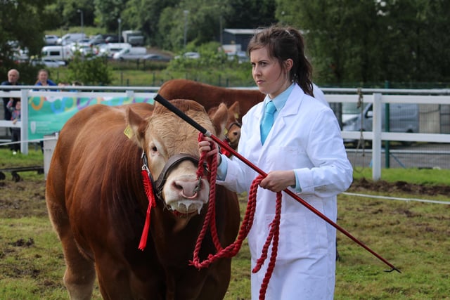 In the show ring at Omagh.