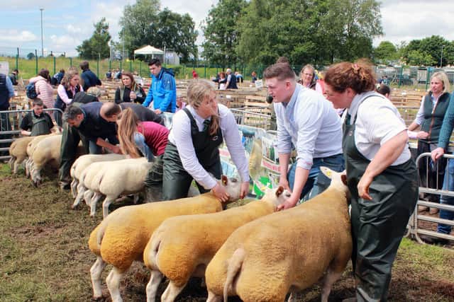 Elizabeth McAllister, Artnagullion Flock, Kells, won the Group of Three. This Group went on to win the Interbreed Championship at the Omagh Show.