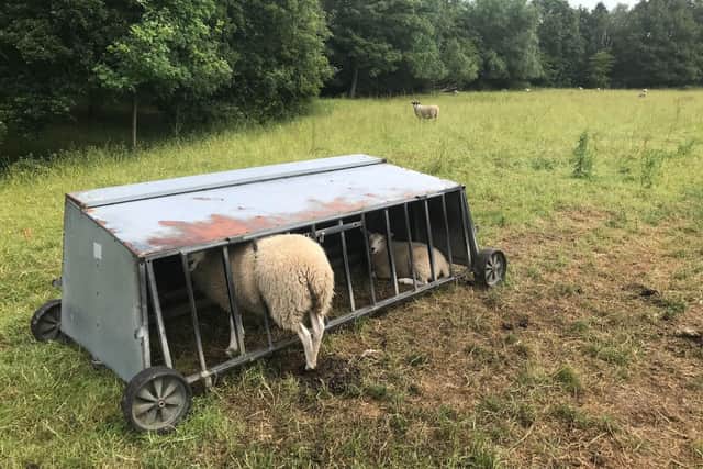 The sheep found itself stuck between the bars of the feeder