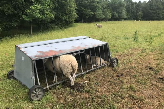 The sheep found itself stuck between the bars of the feeder