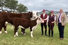 James Graham, Richmount Poll Herefords, judging at the Danish National Show.