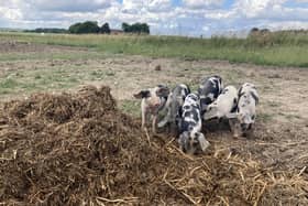 One of the tours involved a visit to the farm Troldgaarden. The Dam Hansen family run an organic pig production. They work with heritage breed Danish Black and White Landrace. They produce charcuterie for restaurants and sell products such as tapas in their farm shop.