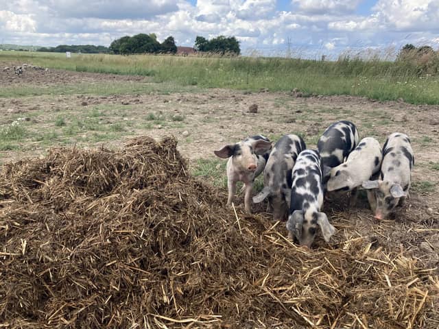 One of the tours involved a visit to the farm Troldgaarden. The Dam Hansen family run an organic pig production. They work with heritage breed Danish Black and White Landrace. They produce charcuterie for restaurants and sell products such as tapas in their farm shop.