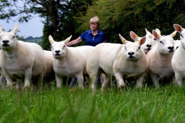 Some of the Carmavy Texel Flock which will be on show at the Texel Open Night hosted by Stephen and Jean McCollam Crumlin.