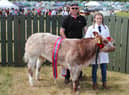 The reserve commercial beef champion at Castlewellan Show 2022 - bredand exhibited by Robert Miller from Moneymore