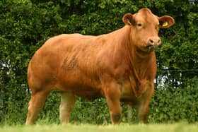 Will it be Lot 10 that is top of your shopping list? A real powerhouse Limousin heifer that was previously shown successfully. One of the best they have ever offered for sale, carries a Limousin heifer calf.